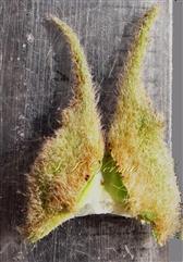  Stipules